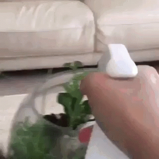 como-cultivar-pitaya-em-casa-casa.com-13-tenor