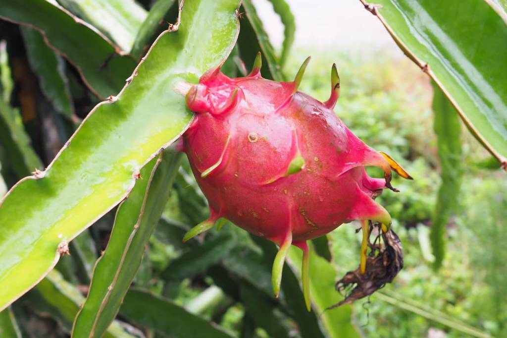 como-cultivar-pitaya-em-casa-casa.com-14-gardening-know-how