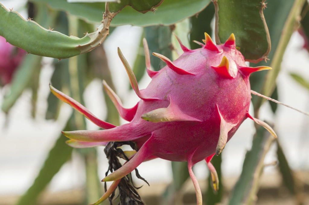 Como cultivar um cacto de pitaya em casa | CASA.COM.BR
