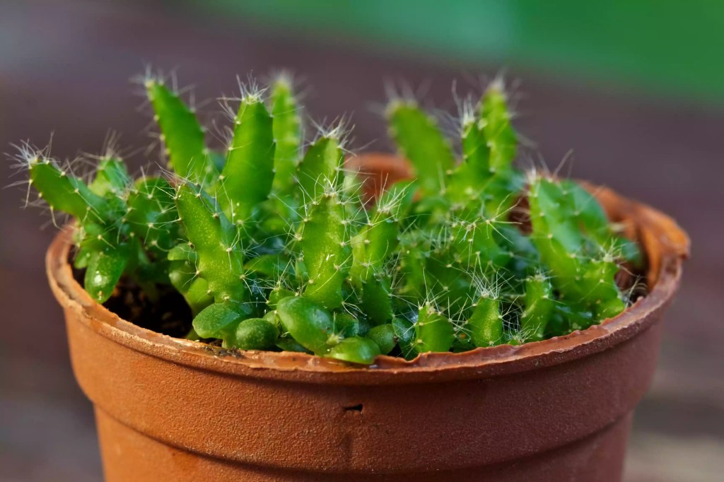 como-cultivar-pitaya-em-casa-casa.com-4-the-spruce-dahuang1231-getty-images