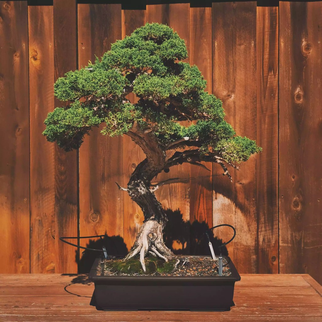 conheca-9-tipos-de-bonsai-casa.com-the-spruce-1-loren-klein-getty-images