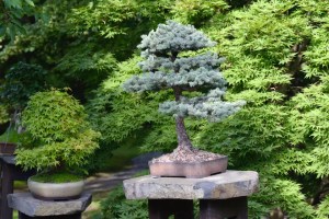conheca-9-tipos-de-bonsai-casa.com-the-spruce-10-evgeniya-vlasova