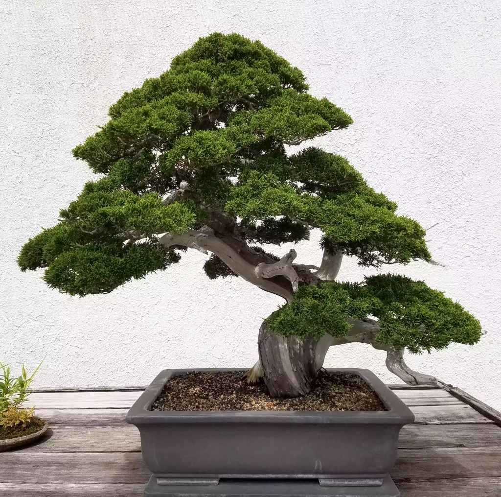 conheca-9-tipos-de-bonsai-casa.com-the-spruce-2-3000ad-getty-images
