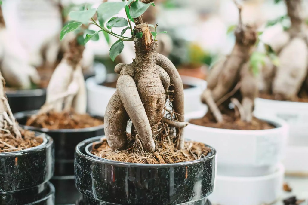 conheca-9-tipos-de-bonsai-casa.com-the-spruce-6-bulgnn-getty-images