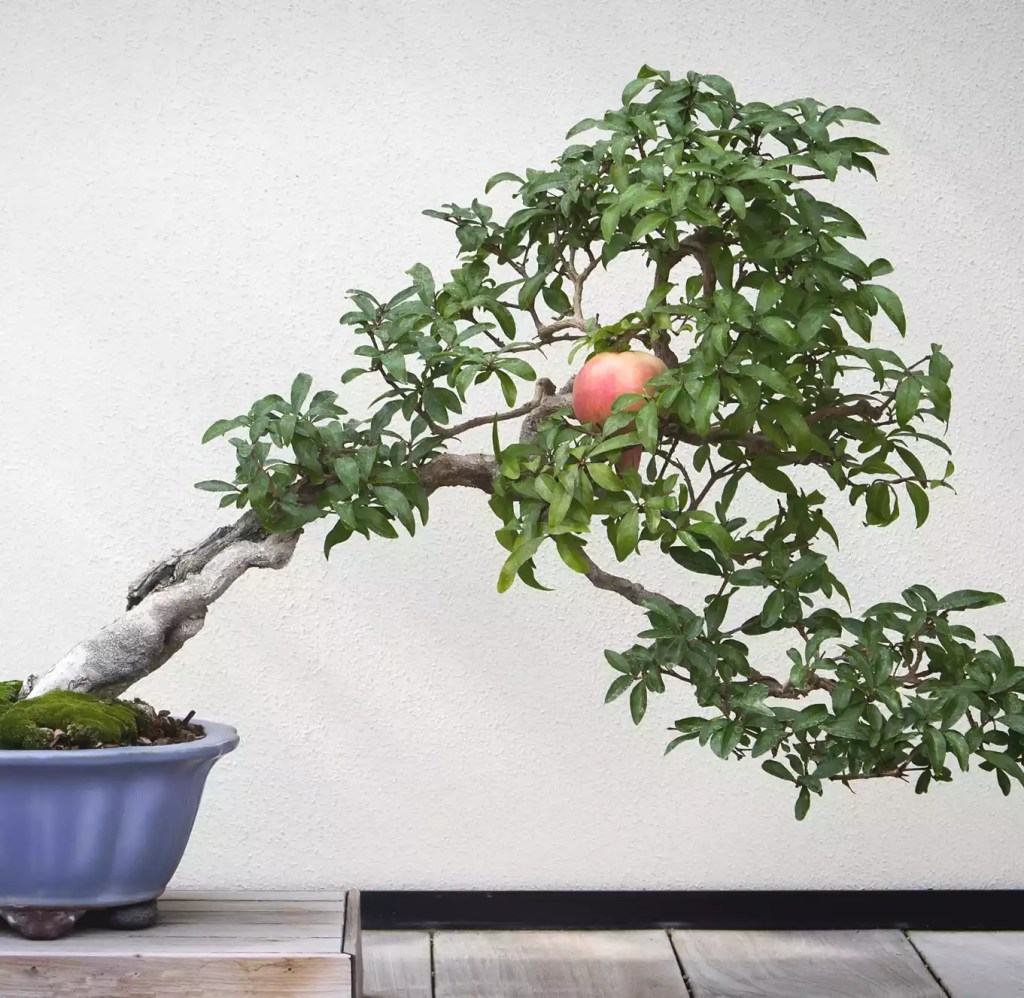 conheca-9-tipos-de-bonsai-casa.com-the-spruce-9-sharoncobo-getty-images