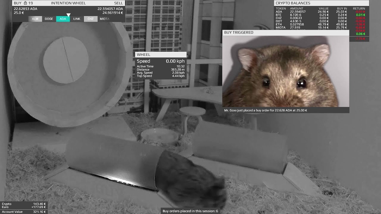 Este hamster é um investidor de criptomoedas
