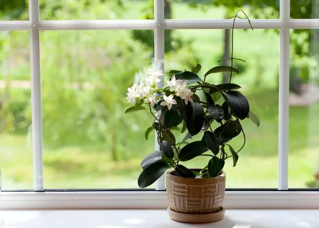 15-plantas-que-vao-deixar-sua-casa-super-cheirosa-casa.com-treehugger-1-dianazh:getty-images