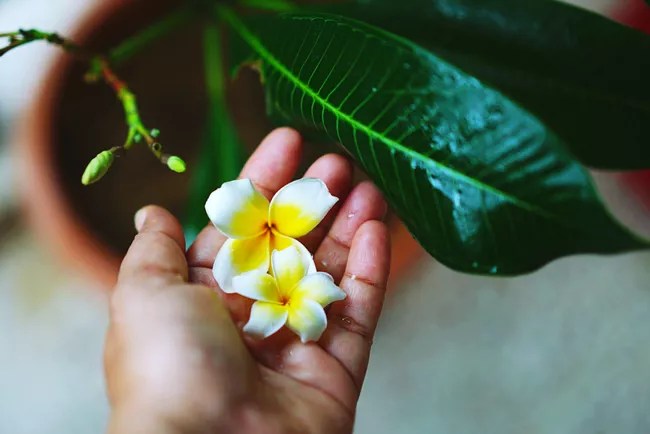 15-plantas-que-vao-deixar-sua-casa-super-cheirosa-casa.com-treehugger-12-ferdousi0begum-getty-images