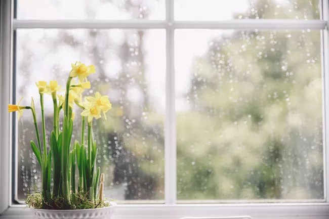 15-plantas-que-vao-deixar-sua-casa-super-cheirosa-casa.com-treehugger-15-cristian-bortes-eyeem-getty-images