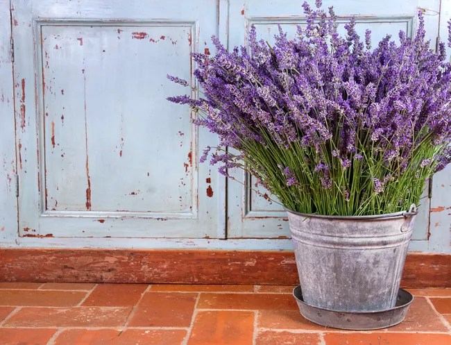 15-plantas-que-vao-deixar-sua-casa-super-cheirosa-casa.com-treehugger-2-anskuw-getty-images