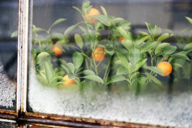 15-plantas-que-vao-deixar-sua-casa-super-cheirosa-casa.com-treehugger-3-glasshouse-images-getty-images