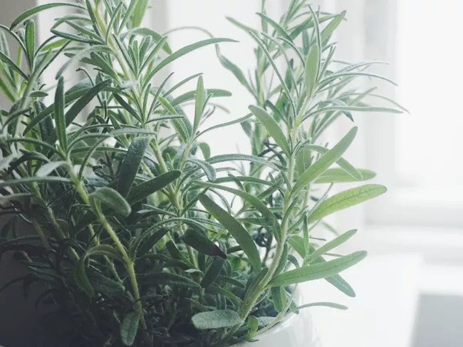15 plantas que vão deixar sua casa super cheirosa | CASA.COM.BR