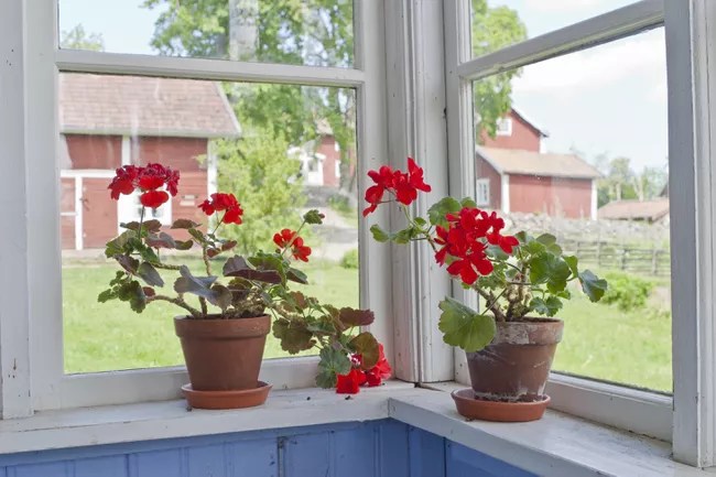 15-plantas-que-vao-deixar-sua-casa-super-cheirosa-casa.com-treehugger-7-lars-johansson-getty-images