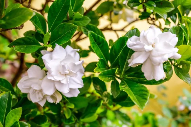 15 plantas que vão deixar sua casa super cheirosa 