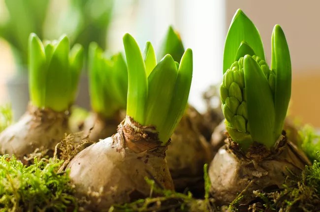 15-plantas-que-vao-deixar-sua-casa-super-cheirosa-casa.com-treehugger-9-jan-de-graaf-getty-images
