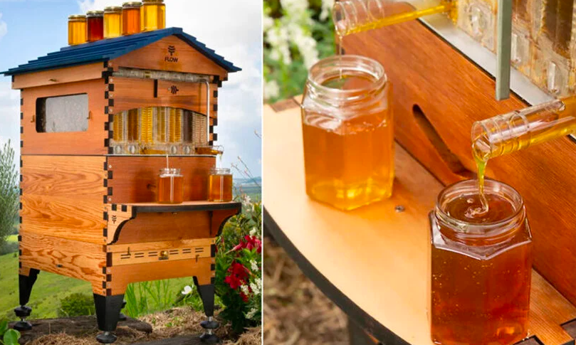 Com esta casinha de abelhas, você pode coletar seu próprio mel