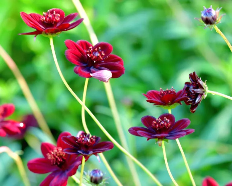 3 flores com cheiros incomuns que vão te surpreender | CASA.COM.BR