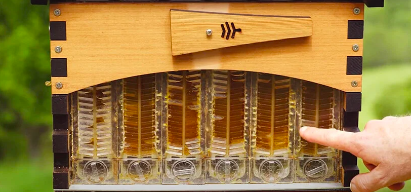 Com esta casinha de abelhas, você pode coletar seu próprio mel