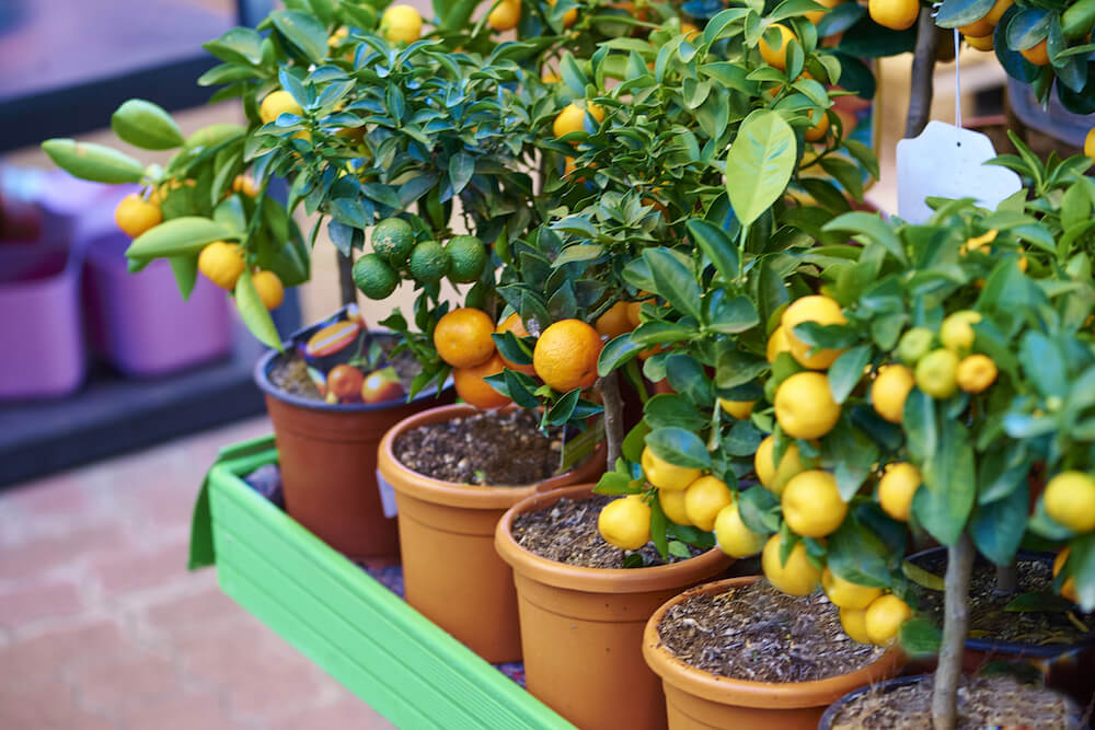 7-frutas-plantar-primavera-ciclo-vivo-kellogg-garden-products
