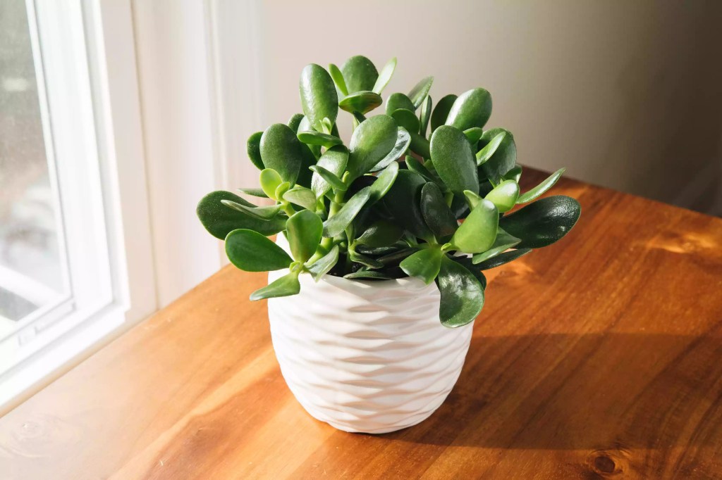 AnyConv.com__as-20-arvores-mais-populares-para-se-cultivar-dentro-casa-casacombr-thespruce-10