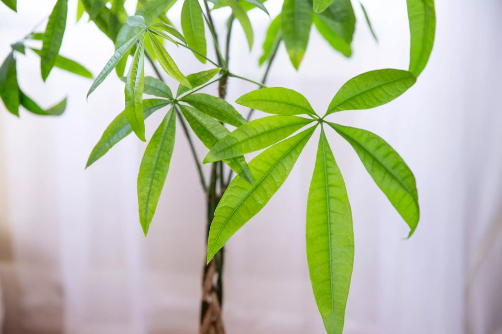 AnyConv.com__as-20-arvores-mais-populares-para-se-cultivar-dentro-casa-casacombr-thespruce-11