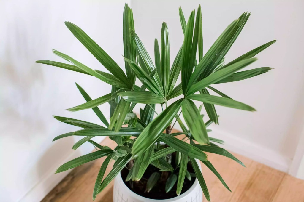 AnyConv.com__as-20-arvores-mais-populares-para-se-cultivar-dentro-casa-casacombr-thespruce-12