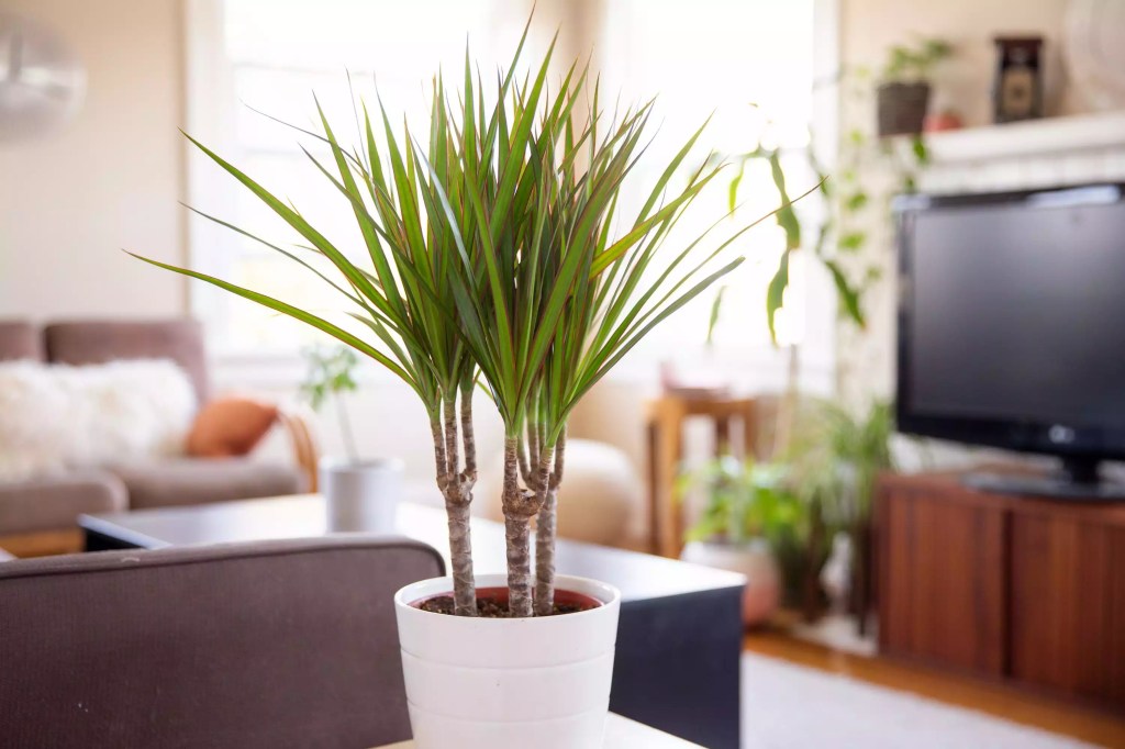 AnyConv.com__as-20-arvores-mais-populares-para-se-cultivar-dentro-casa-casacombr-thespruce-13