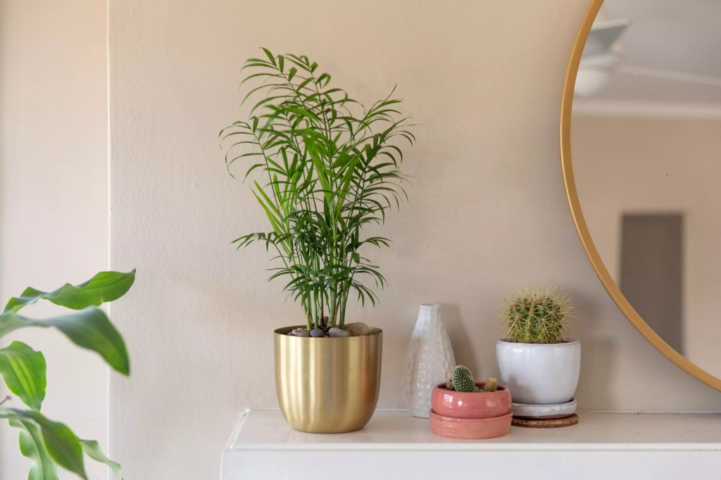 AnyConv.com__as-20-arvores-mais-populares-para-se-cultivar-dentro-casa-casacombr-thespruce-14