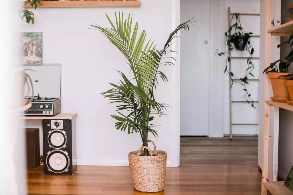 AnyConv.com__as-20-arvores-mais-populares-para-se-cultivar-dentro-casa-casacombr-thespruce-15