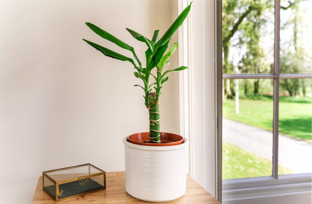 AnyConv.com__as-20-arvores-mais-populares-para-se-cultivar-dentro-casa-casacombr-thespruce-16