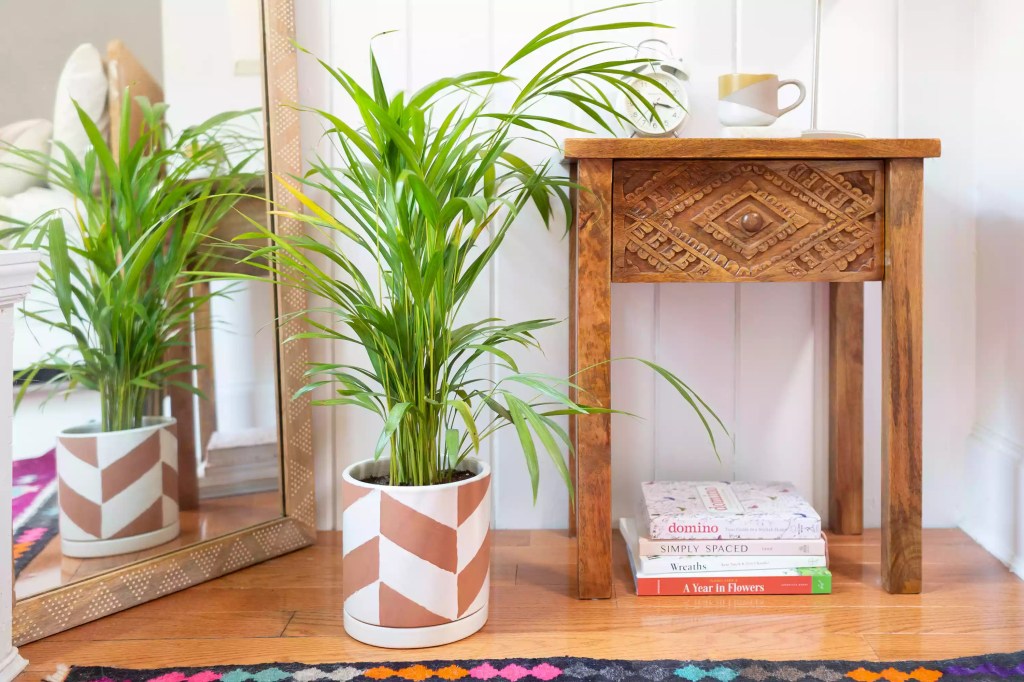 AnyConv.com__as-20-arvores-mais-populares-para-se-cultivar-dentro-casa-casacombr-thespruce-17