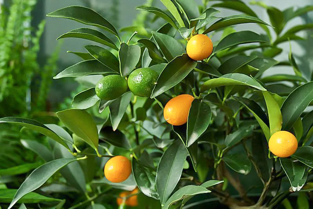 AnyConv.com__as-20-arvores-mais-populares-para-se-cultivar-dentro-casa-casacombr-thespruce-18