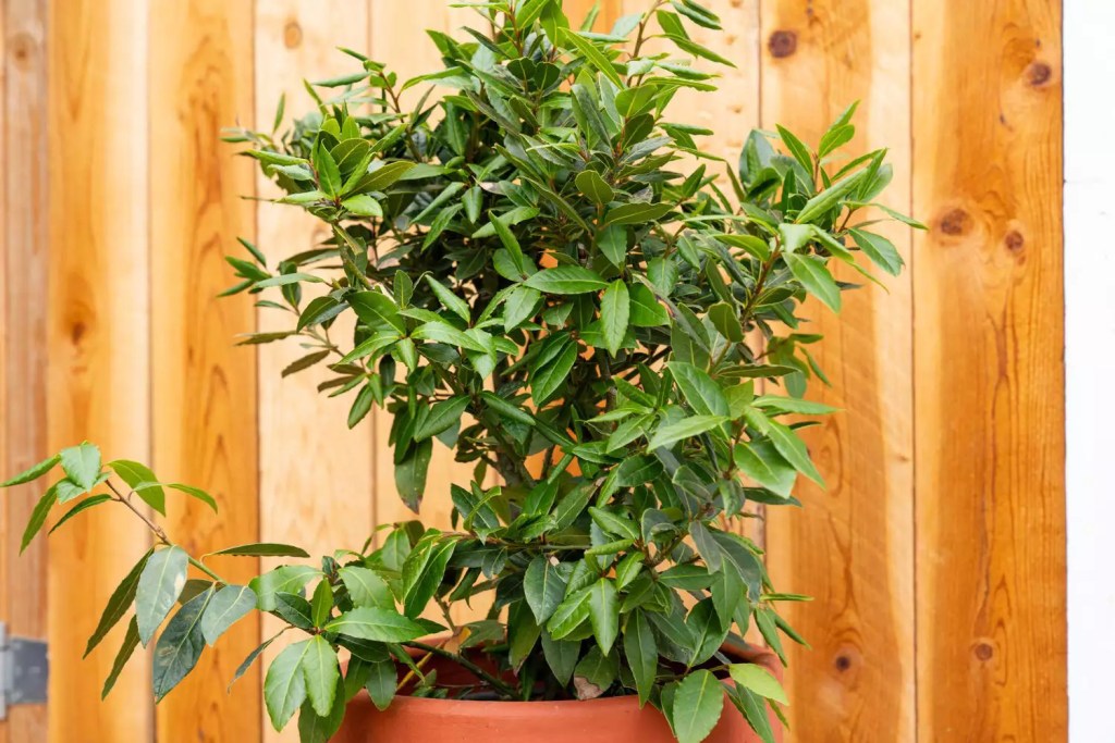 AnyConv.com__as-20-arvores-mais-populares-para-se-cultivar-dentro-casa-casacombr-thespruce-19