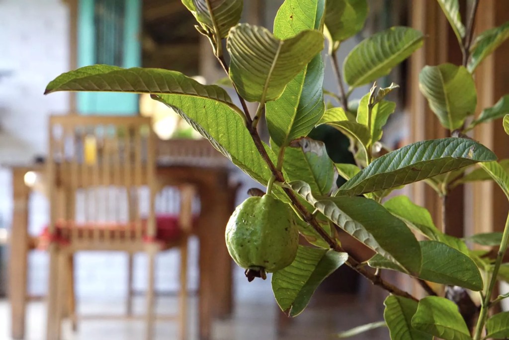 AnyConv.com__as-20-arvores-mais-populares-para-se-cultivar-dentro-casa-casacombr-thespruce-20