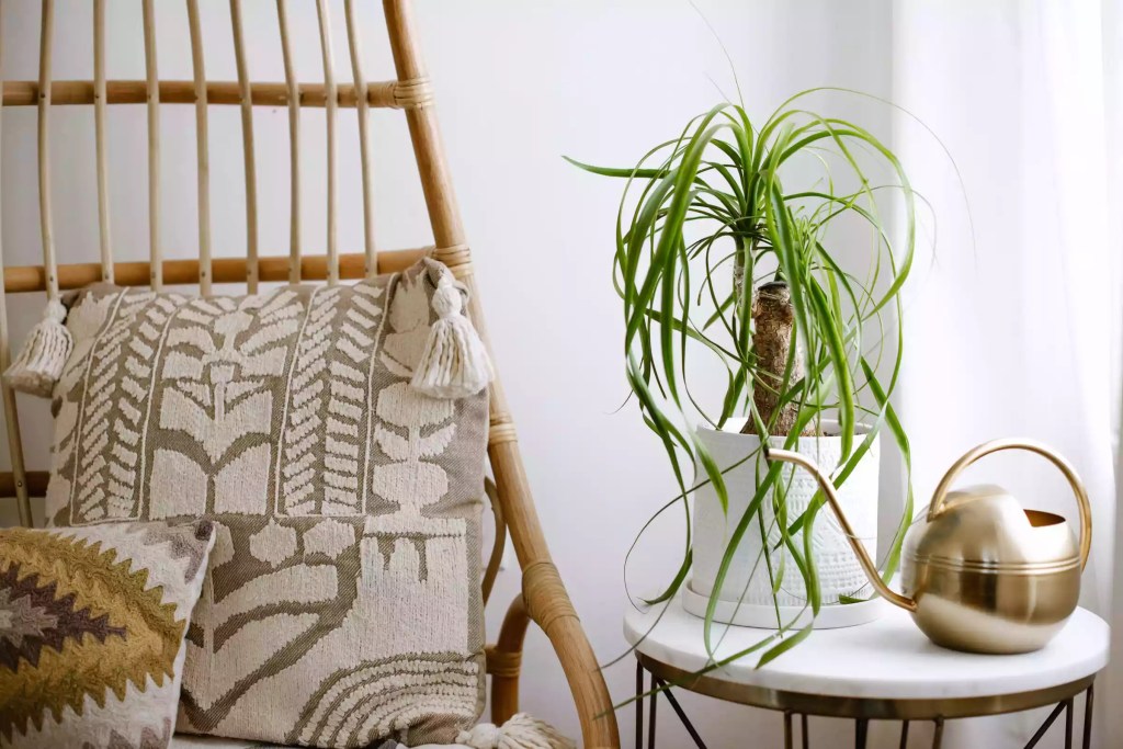 AnyConv.com__as-20-arvores-mais-populares-para-se-cultivar-dentro-casa-casacombr-thespruce-21