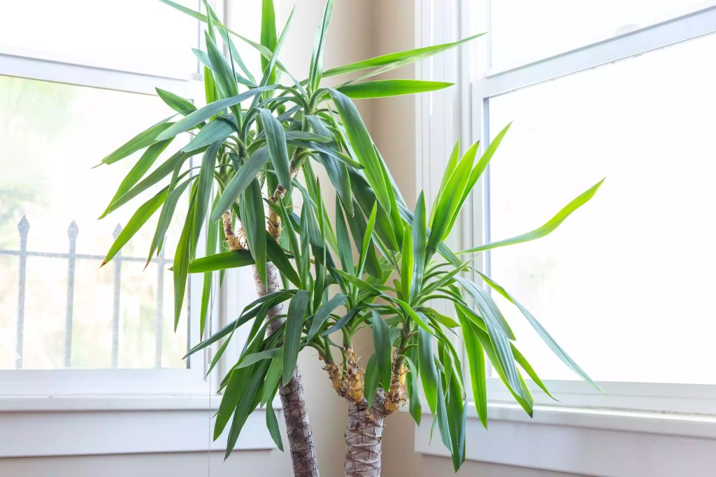 AnyConv.com__as-20-arvores-mais-populares-para-se-cultivar-dentro-casa-casacombr-thespruce-9