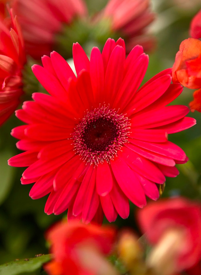 Como cuidar de gérberas