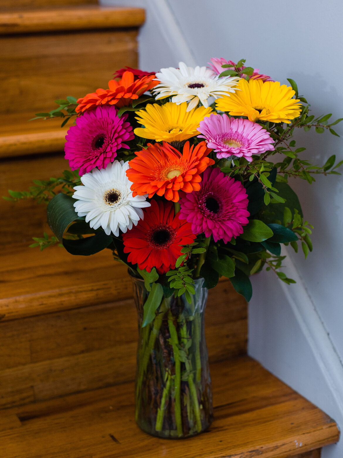 Como cuidar de gérberas