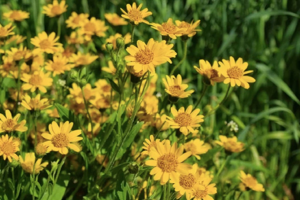 Você sabe quais são os benefícios das flores terapêuticas?