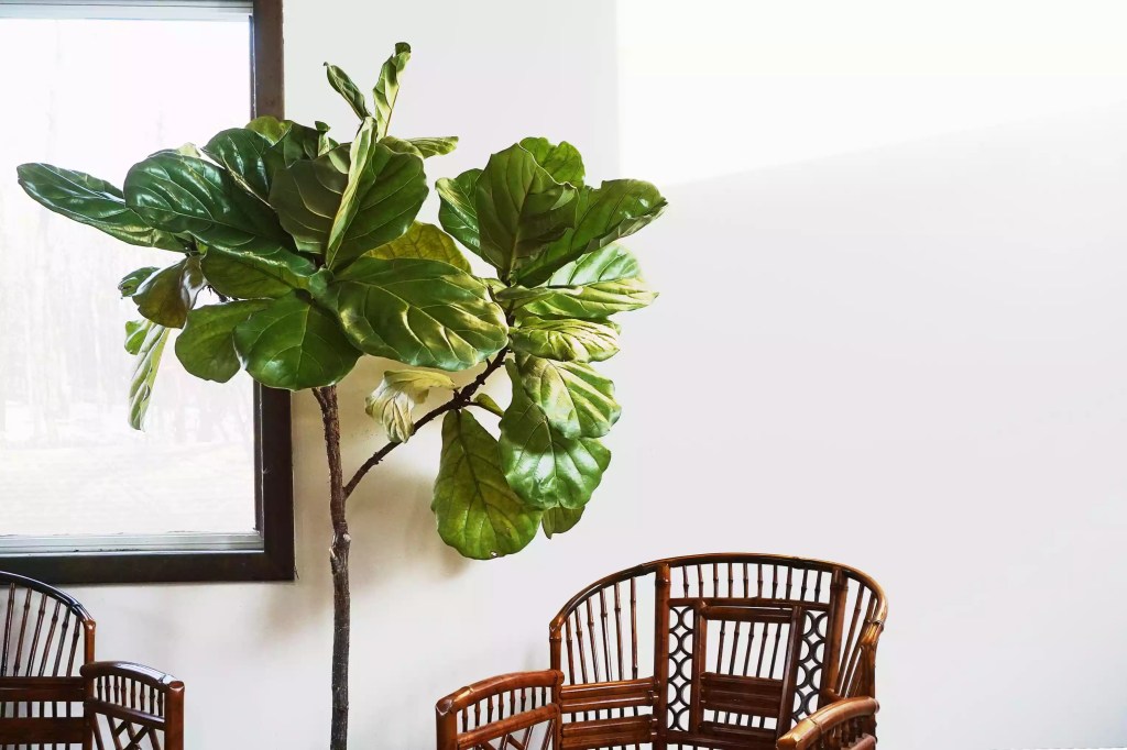 as-20-arvores-mais-populares-para-se-cultivar-dentro-casa-casacombr-thespruce-2