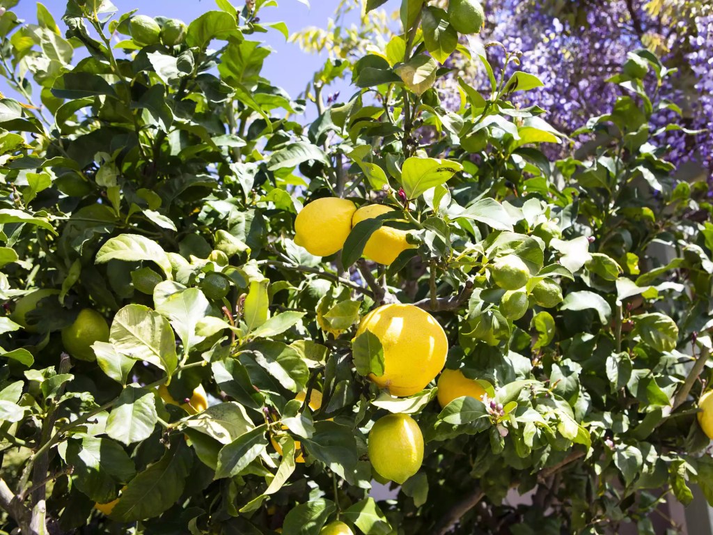 as-20-arvores-mais-populares-para-se-cultivar-dentro-casa-casacombr-thespruce-3