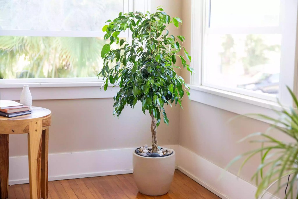 as-20-arvores-mais-populares-para-se-cultivar-dentro-casa-casacombr-thespruce-4