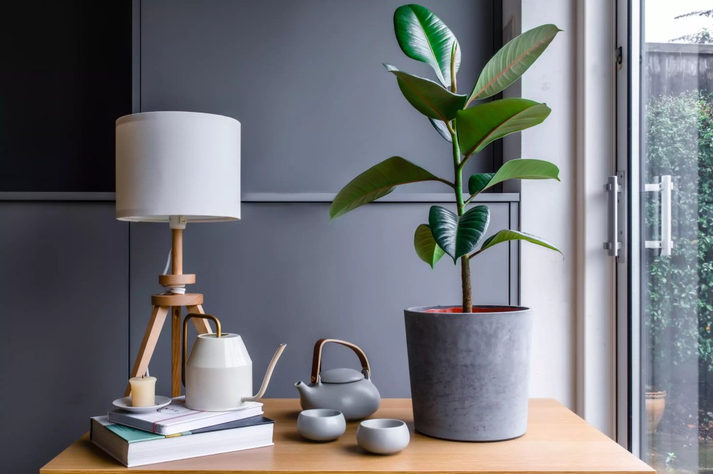 as-20-arvores-mais-populares-para-se-cultivar-dentro-casa-casacombr-thespruce-5
