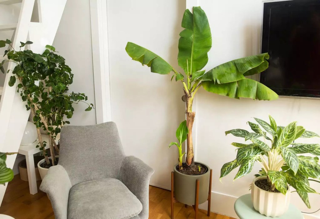 as-20-arvores-mais-populares-para-se-cultivar-dentro-casa-casacombr-thespruce-6