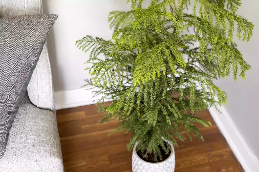 as-20-arvores-mais-populares-para-se-cultivar-dentro-casa-casacombr-thespruce-7