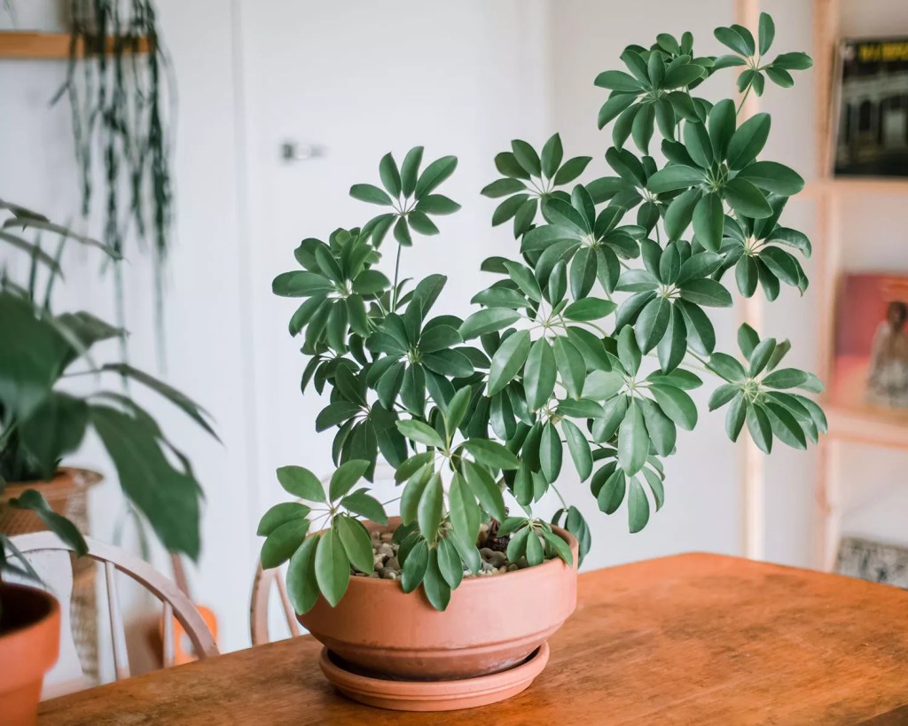 as-20-arvores-mais-populares-para-se-cultivar-dentro-casa-casacombr-thespruce-8