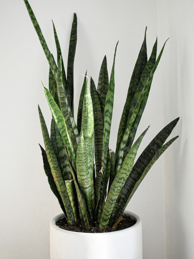 cropped-cultivar-espada-de-sao-jorge-jake-goossen-unsplash.jpg Tudo o que você precisa saber para cultivar espada-de-são-jorge. Na foto, planta em vaso branco.