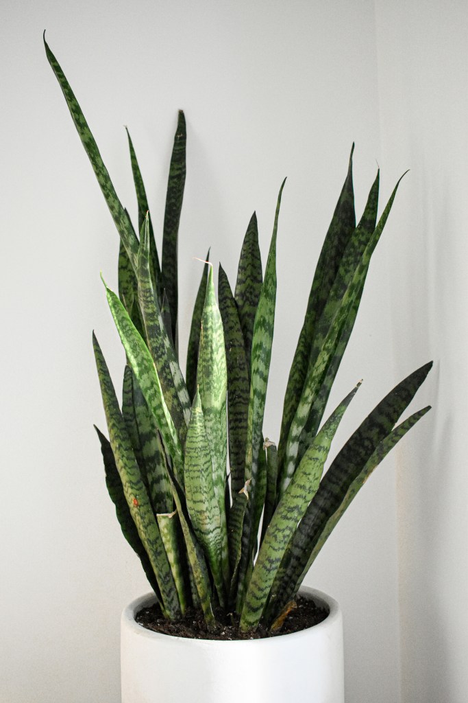 Tudo o que você precisa saber para cultivar espada-de-são-jorge. Na foto, planta em vaso branco.