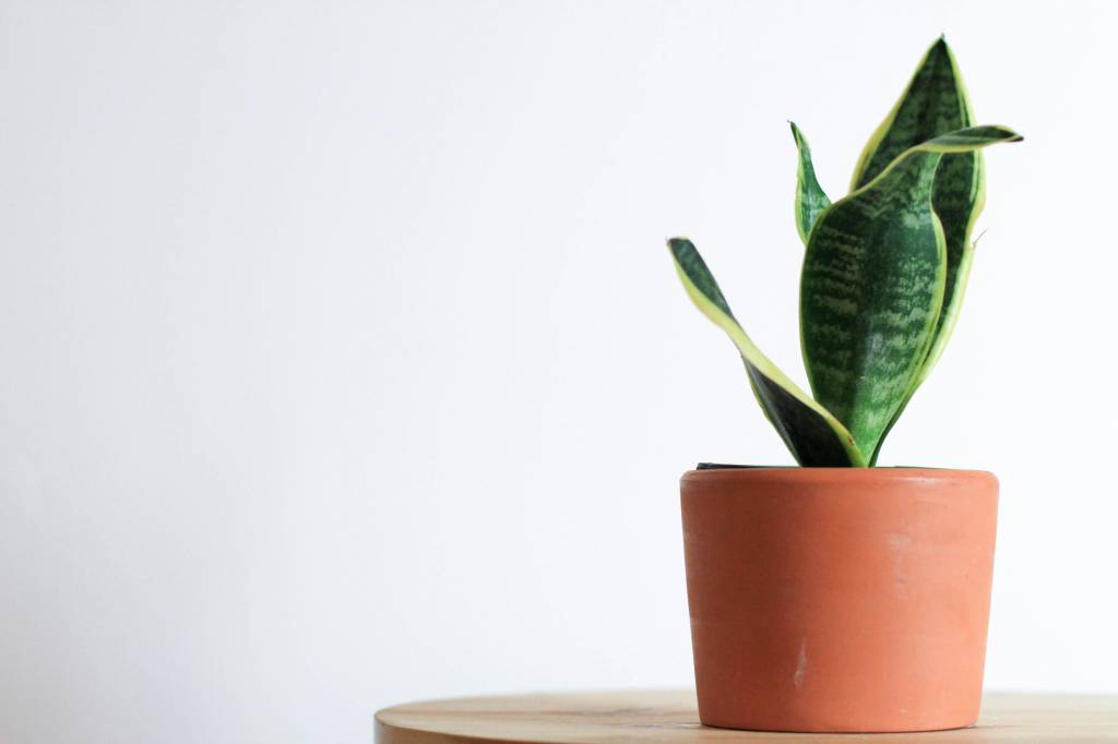 cultivar-espada-de-sao-jorge-kara-eads-unsplash Tudo o que você precisa saber para cultivar espada-de-são-jorge. Na foto, planta em vaso terracota.