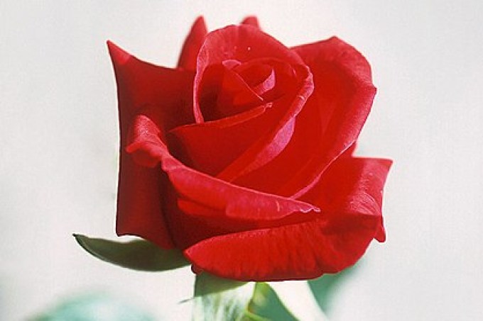 Dia dos Namorados: 15 flores que representam amor 